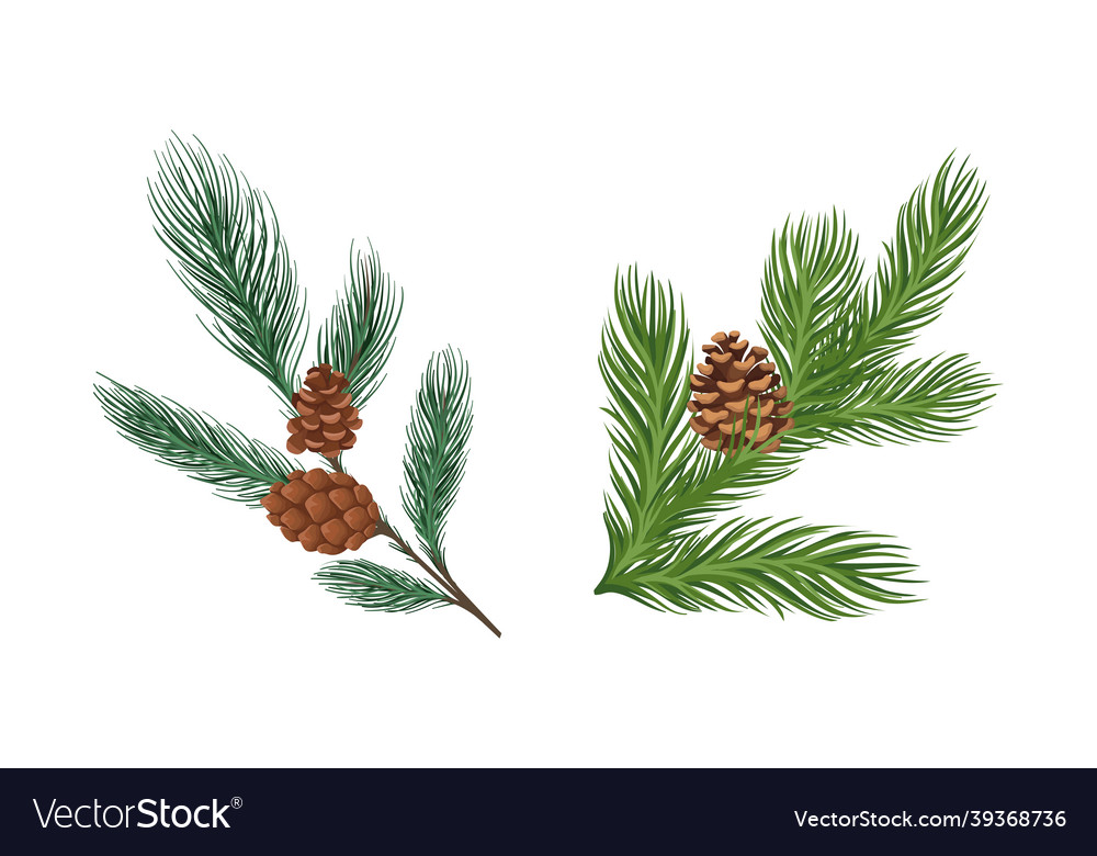 Coniferous Evergreen Baumzweig mit hängen