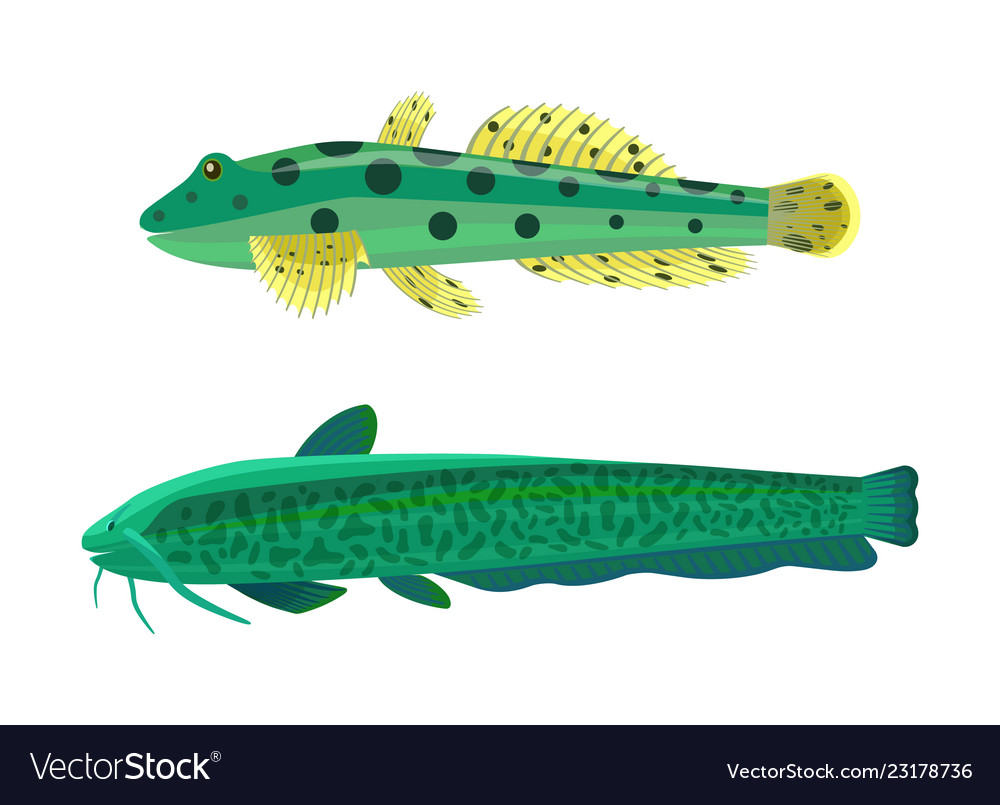 Wels catfish green fish set