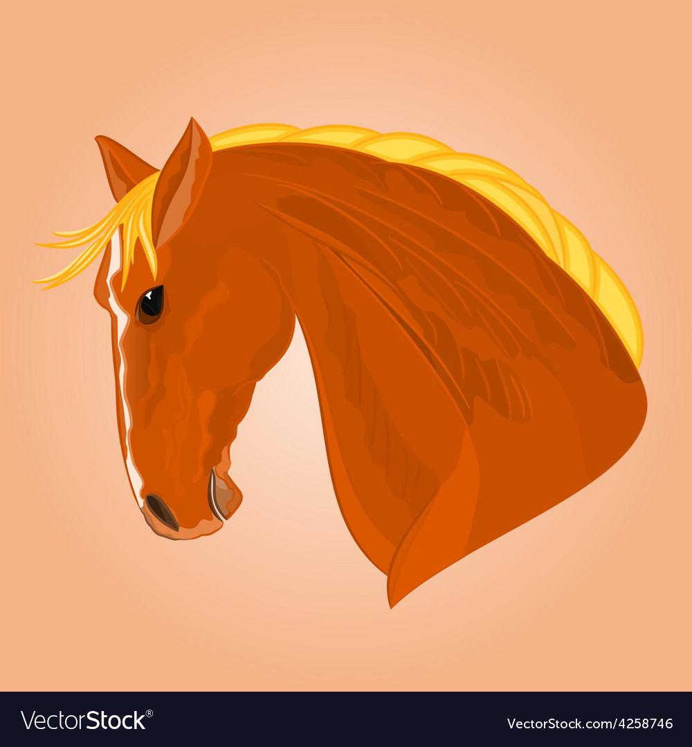 Head of a red horse stallion drawing il