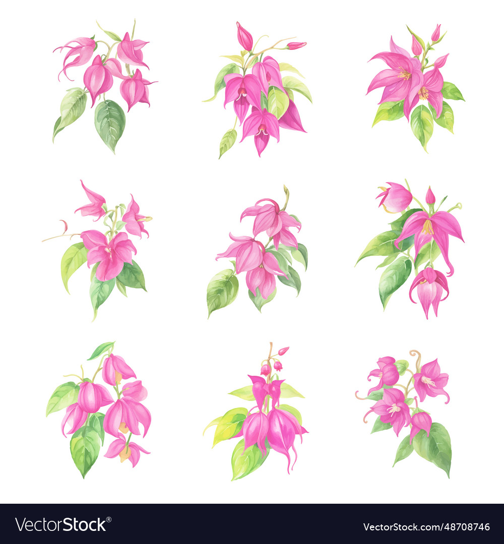 Set of watercolor pink fuchsia flowers
