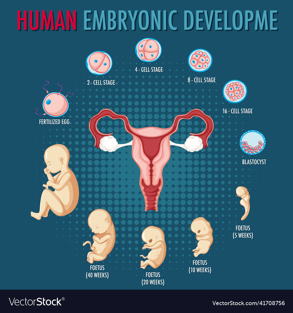 Human embryonic development in infographic Vector Image