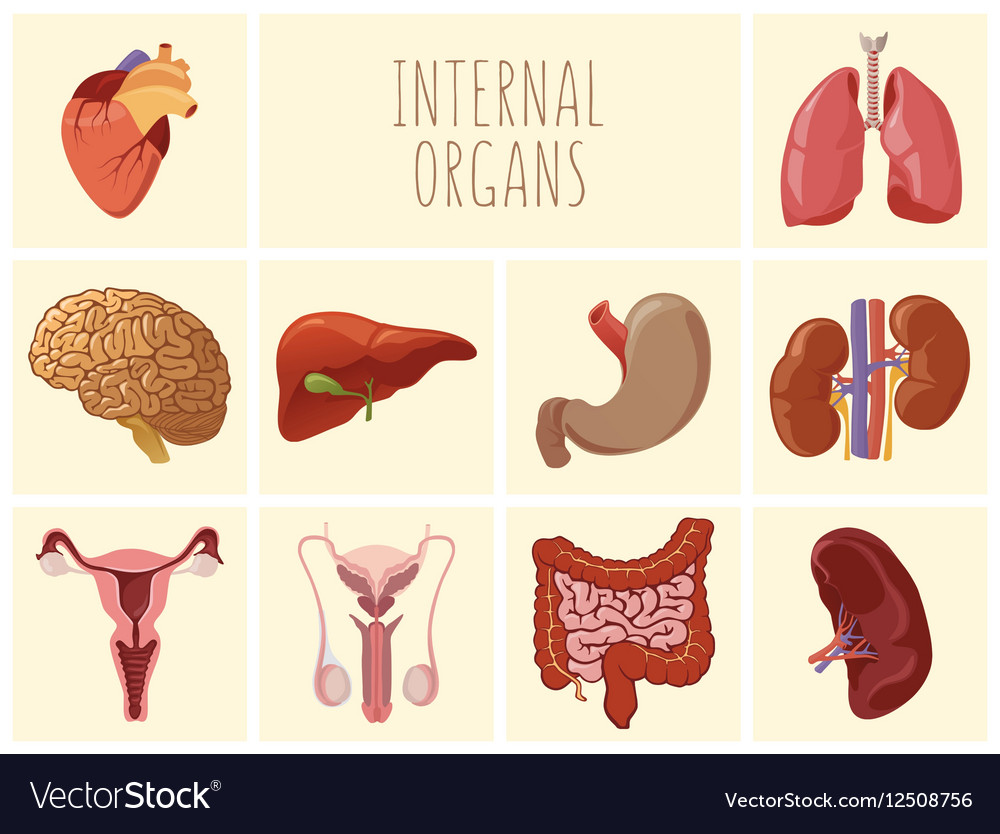 Internal organs Royalty Free Vector Image - VectorStock