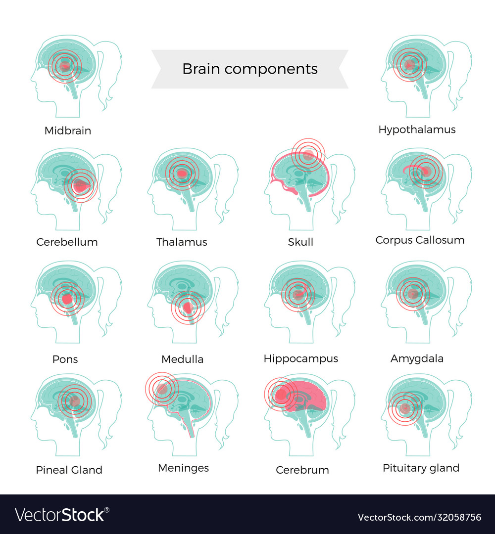 Pain brain Royalty Free Vector Image - VectorStock