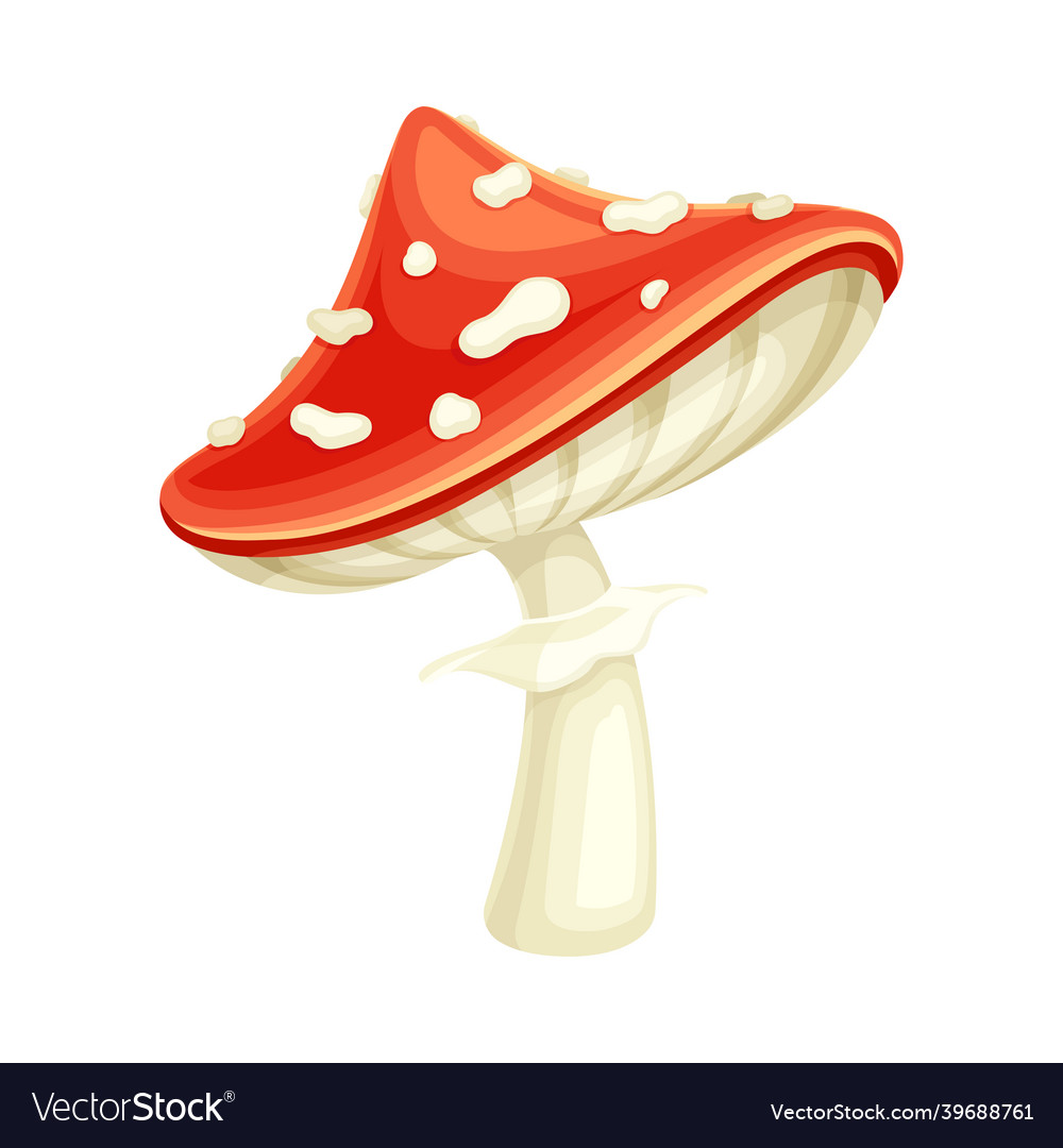 Amanita Muscaria Mushroom Poisonous Toadstool Fly Vector Image