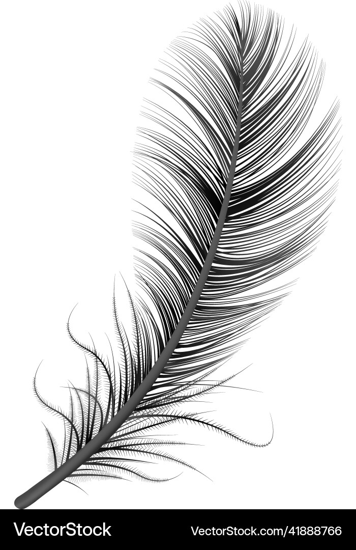Black realistic feather composition Royalty Free Vector