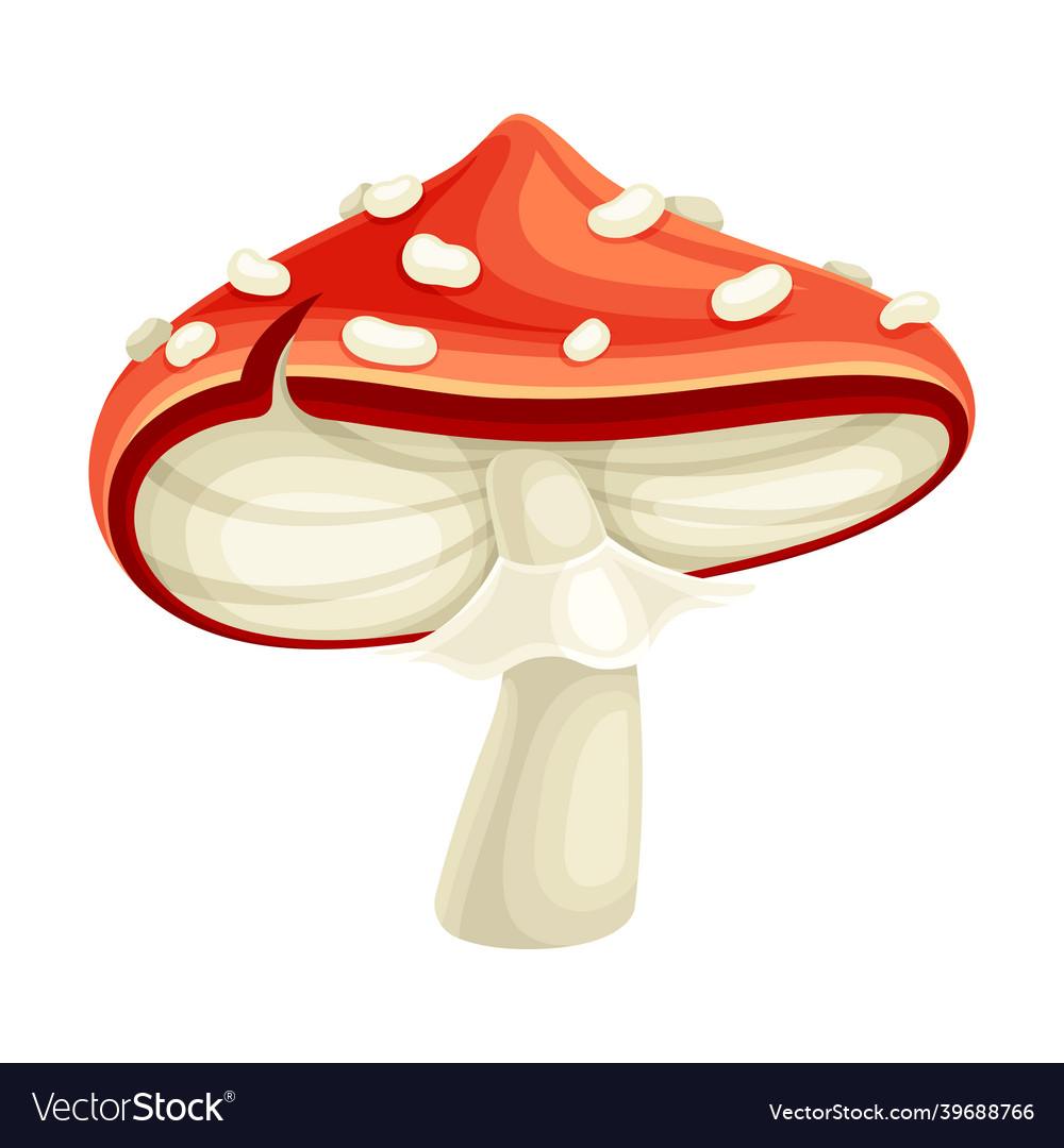 Cute amanita mushroom with red spotted cap Vector Image