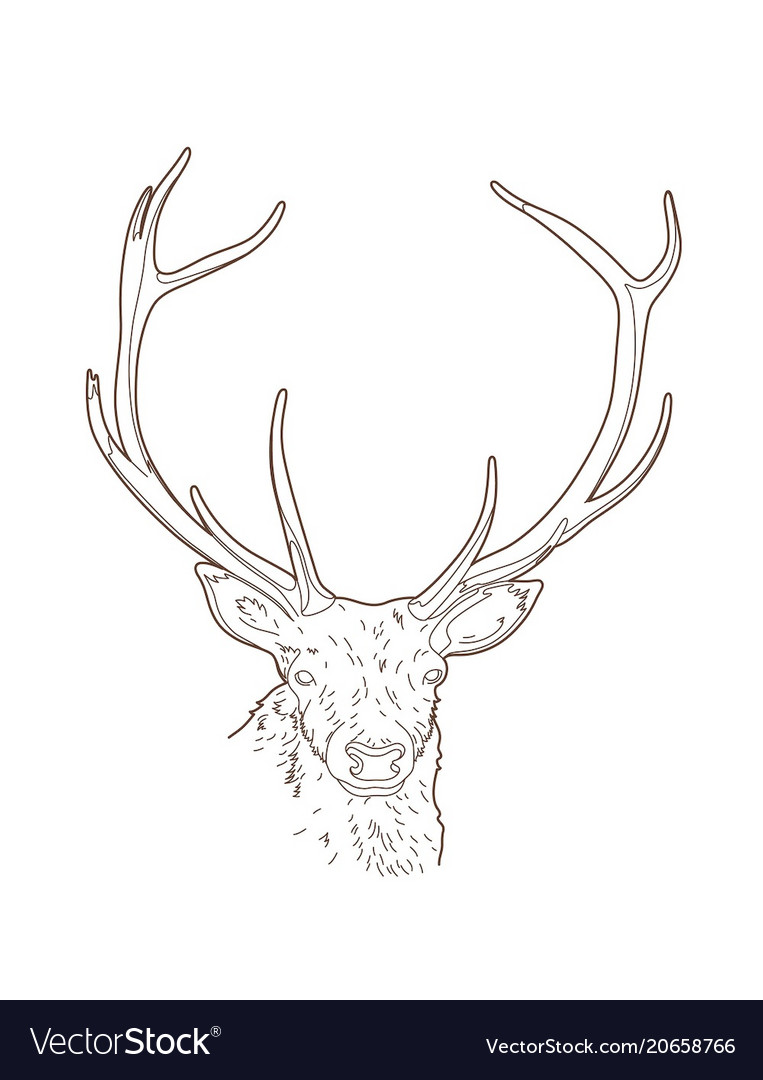 Drawing deer head Royalty Free Vector Image - VectorStock