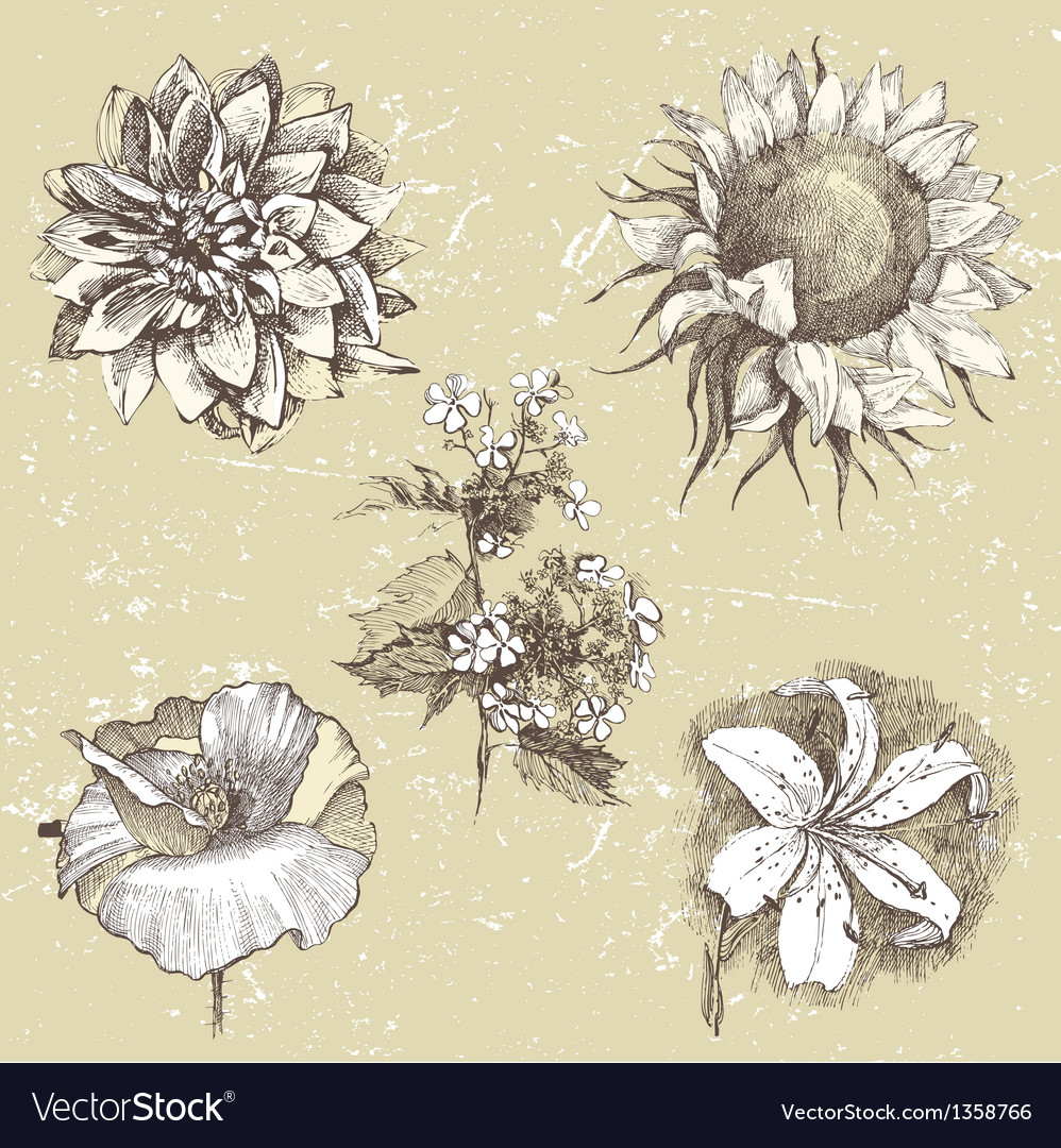 Hand drawn flowers Royalty Free Vector Image - VectorStock