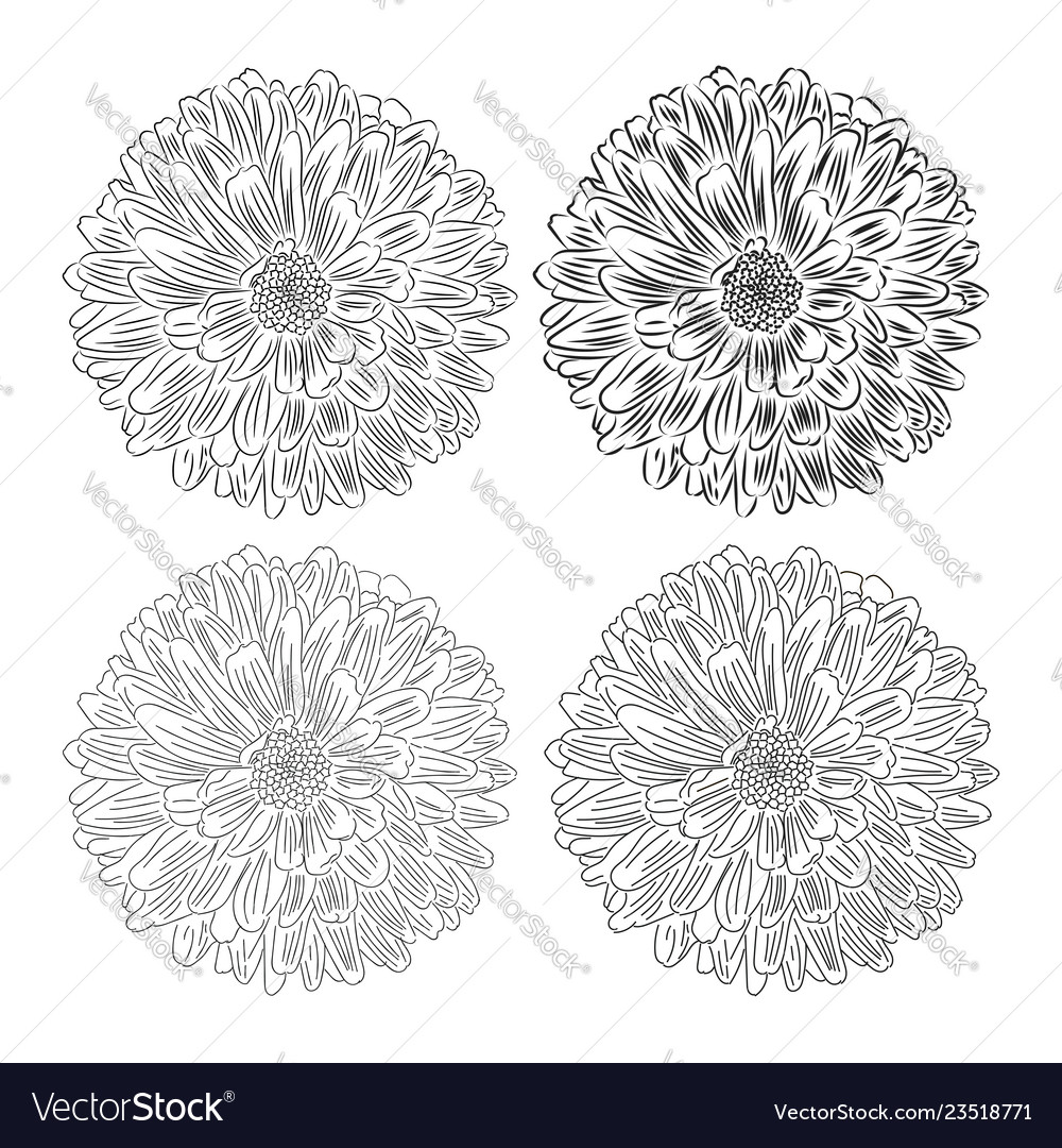 Flower with petals sketch on white background