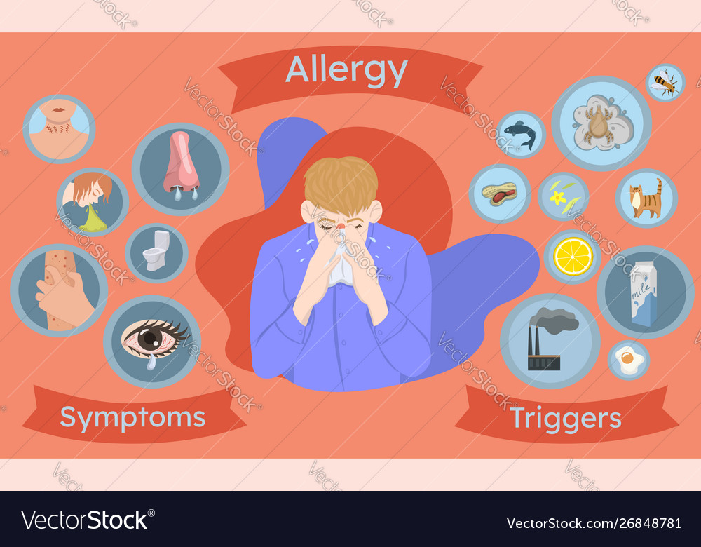 Allergy infographics symptoms and triggers Vector Image