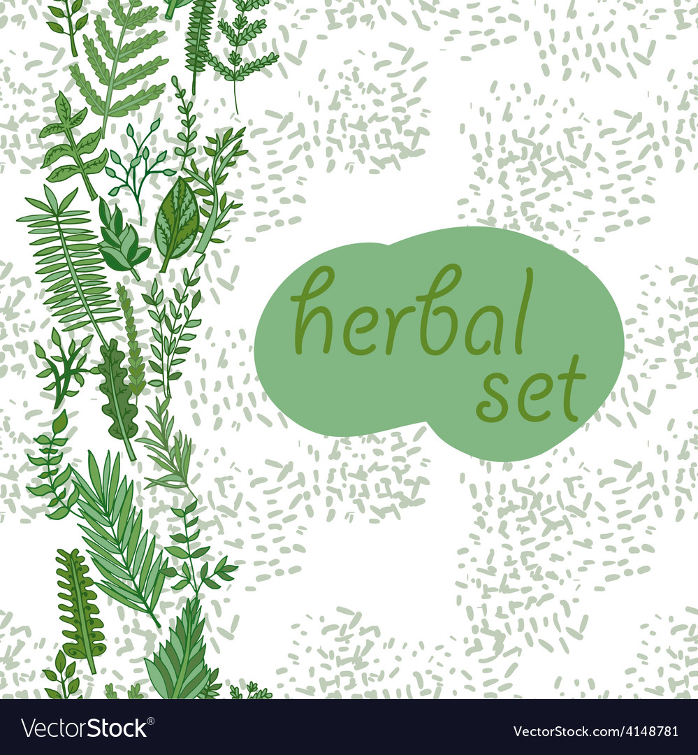 Herbal border pattern hand drawn Royalty Free Vector Image