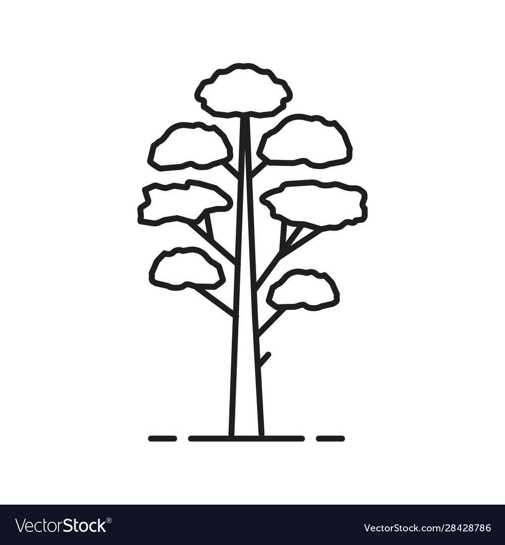 Pine tree linear icon Vector Image Pine tree linear icon