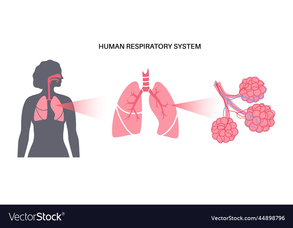 Human respiratory system Royalty Free Vector Image