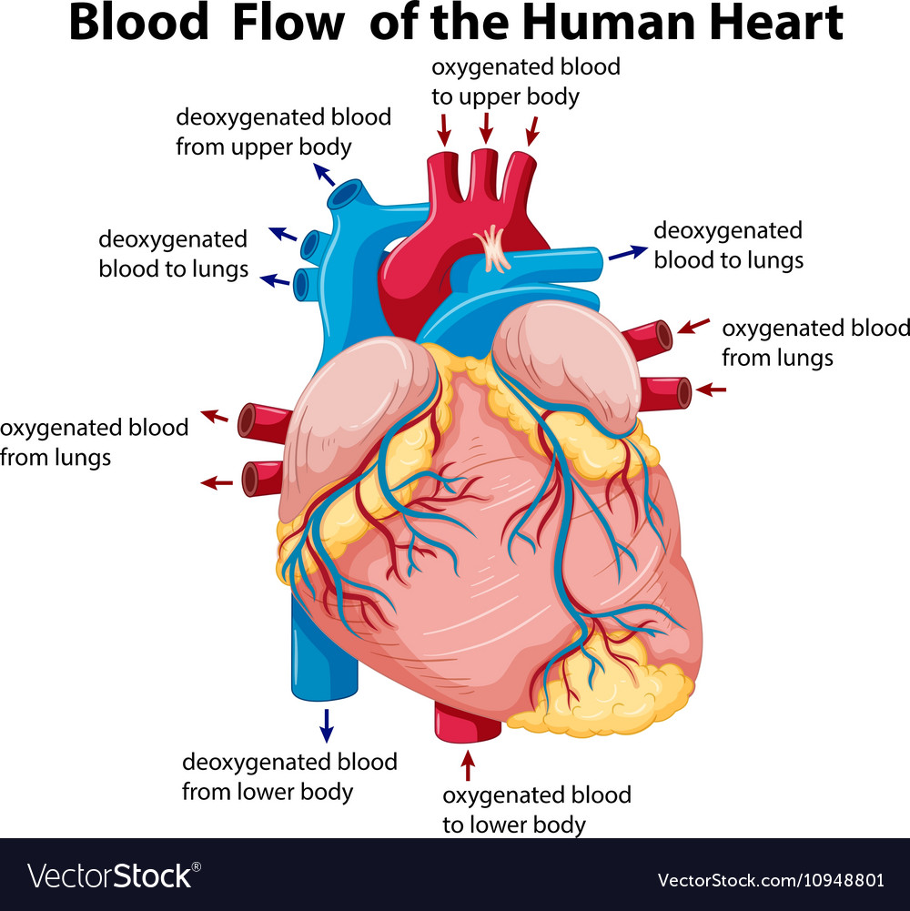 Anatomy Of Heart Blood Flow