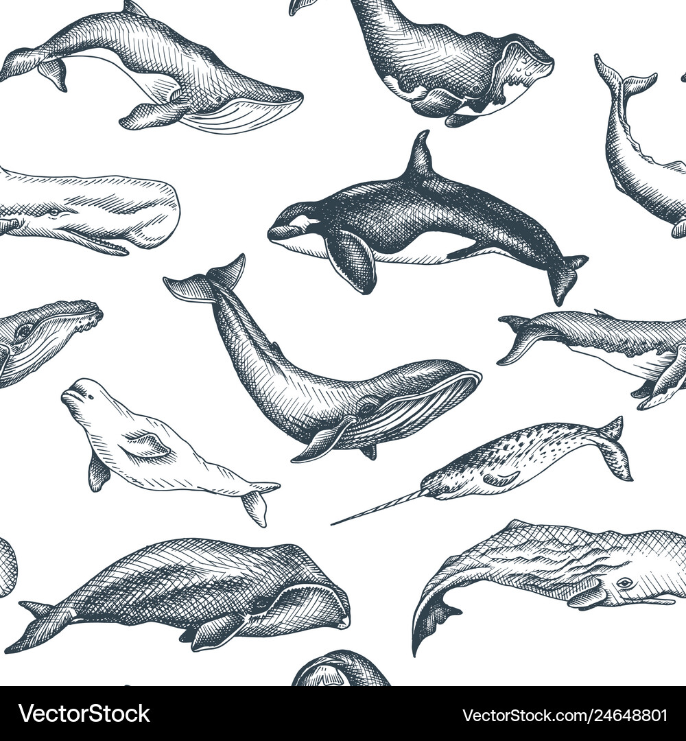 Pattern with whale hand drawn Royalty Free Vector Image