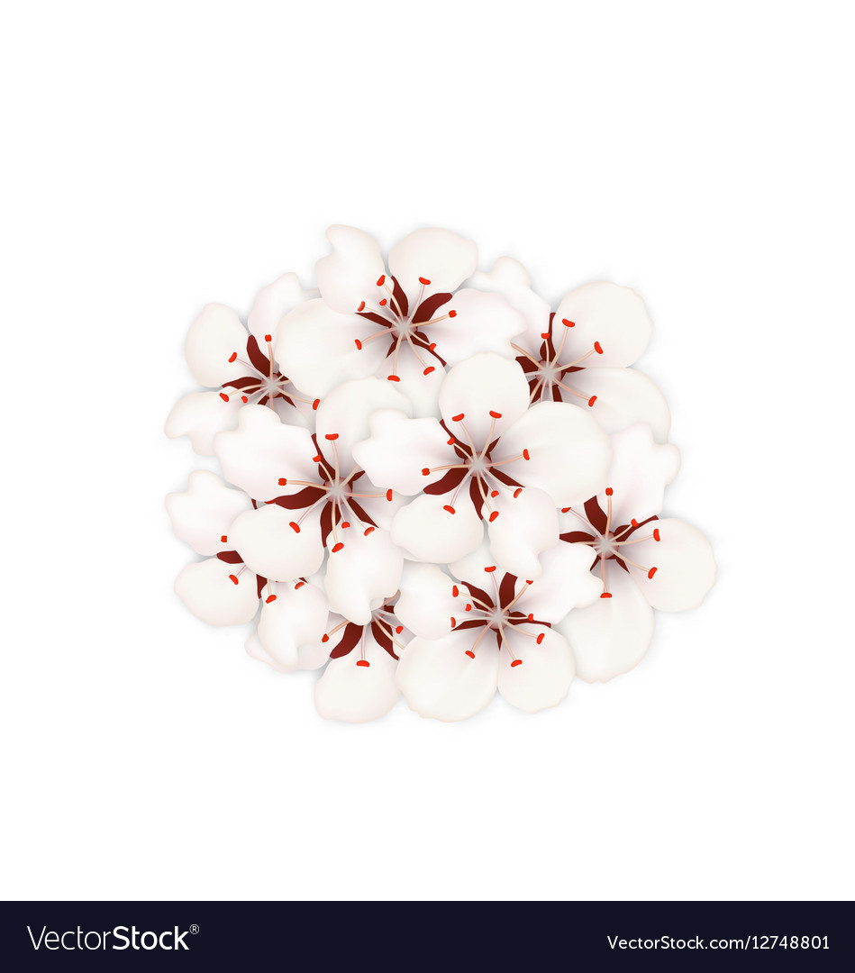 Frühling Natur Hintergrund mit Sakura Blumen