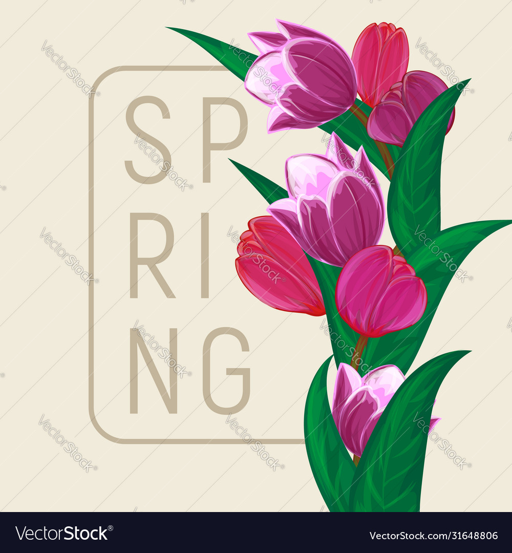 Tulips flower bouquet square frame or spring