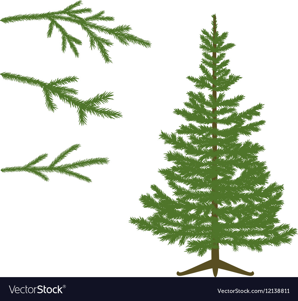 Fir tree and Branches Royalty Free Vector Image