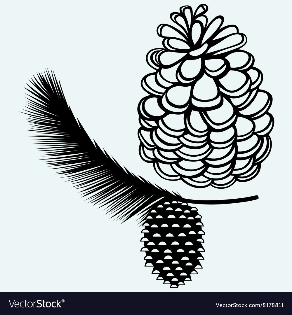 Pine strobile Royalty Free Vector Image - VectorStock