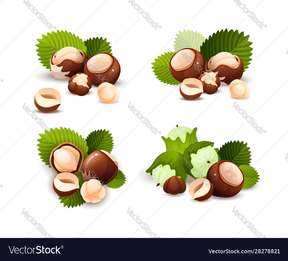 Hazel nut compositions set food isolated