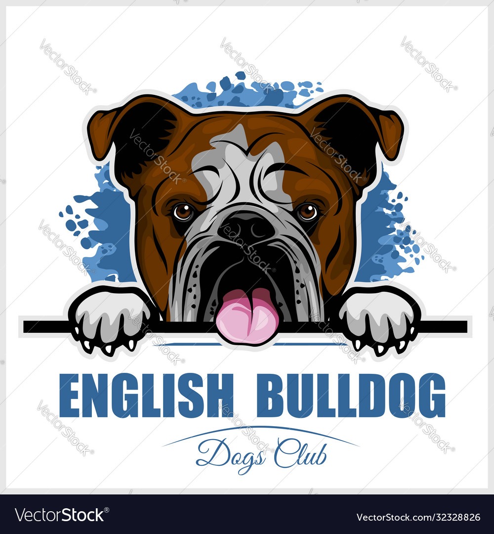 English bulldog - peeking dogs breed face head