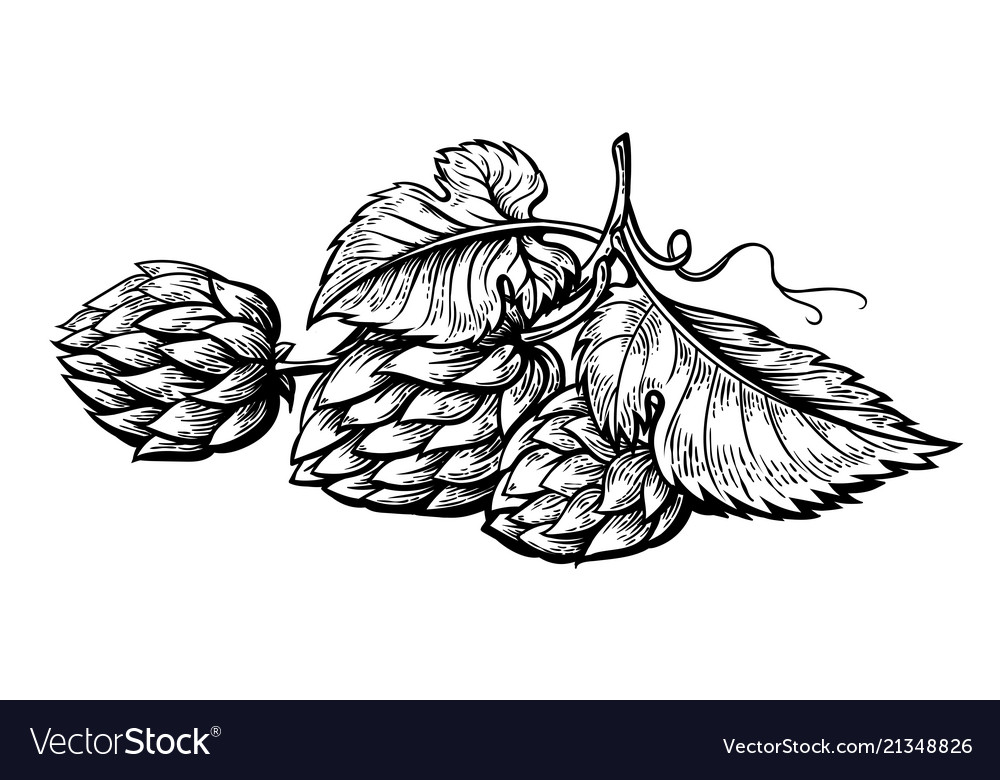 Hand drawing of a branch hops Royalty Free Vector Image