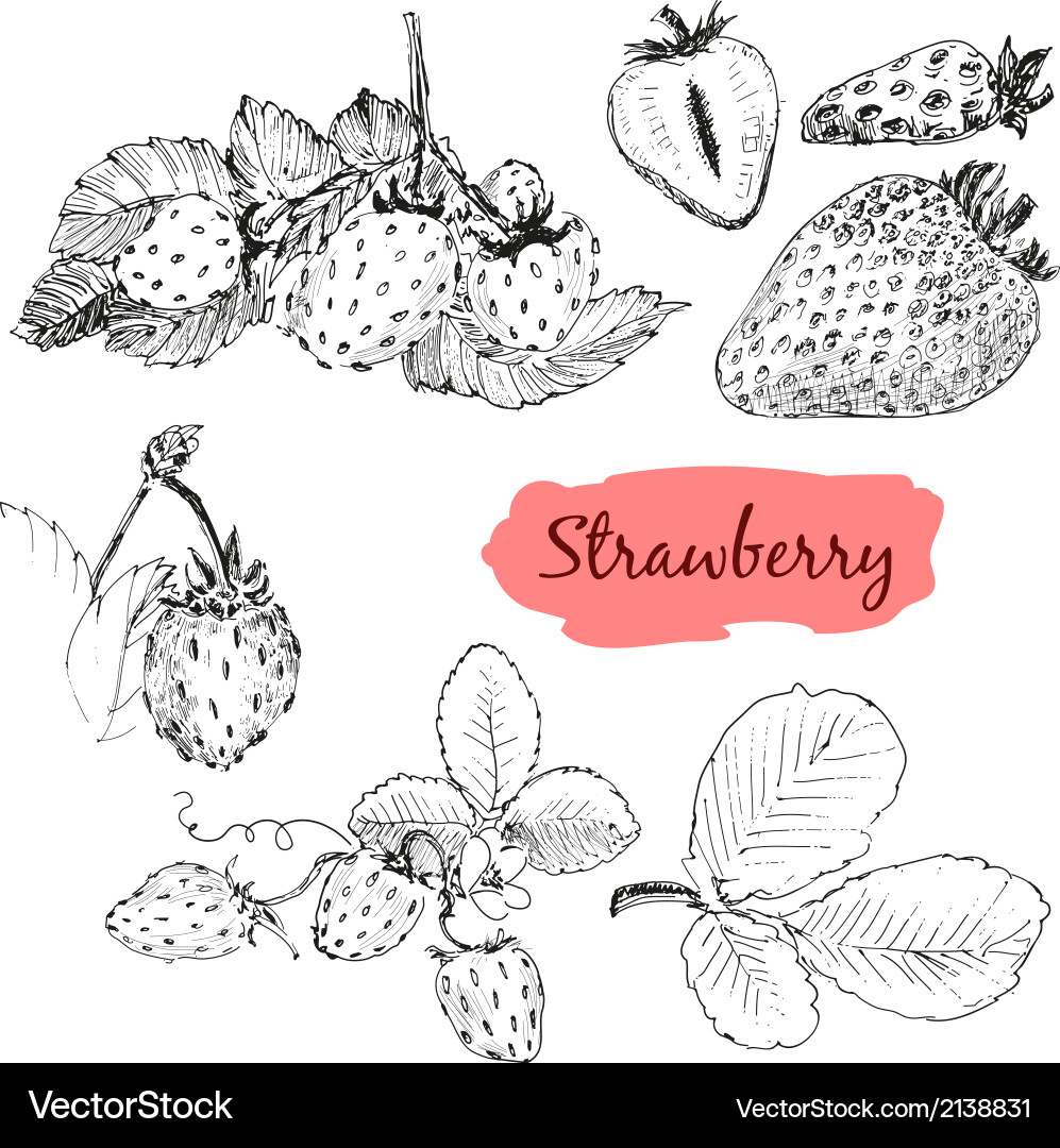 Strawberry Royalty Free Vector Image - VectorStock
