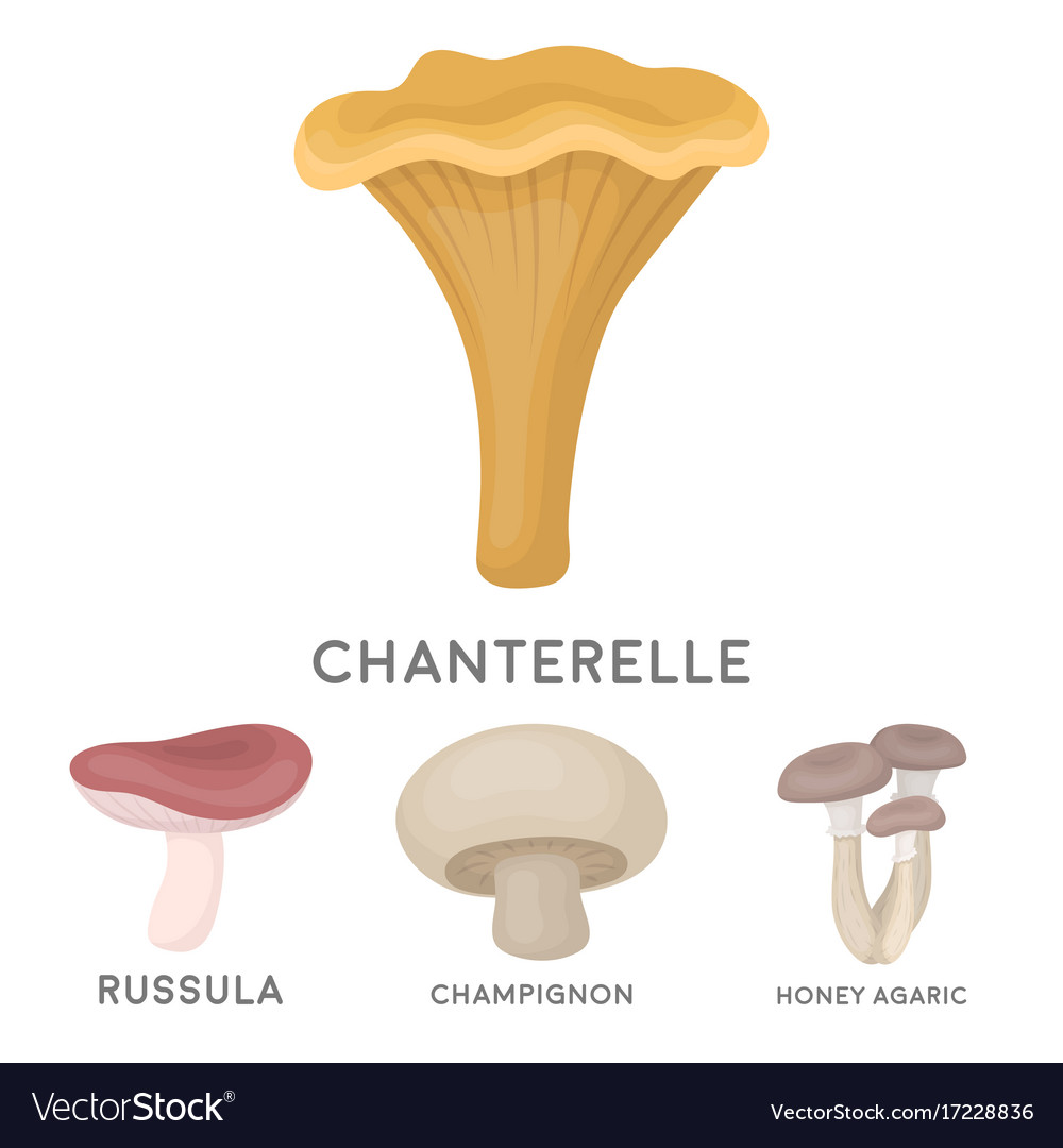 Champignon honey agarics russula chanterelle Vector Image