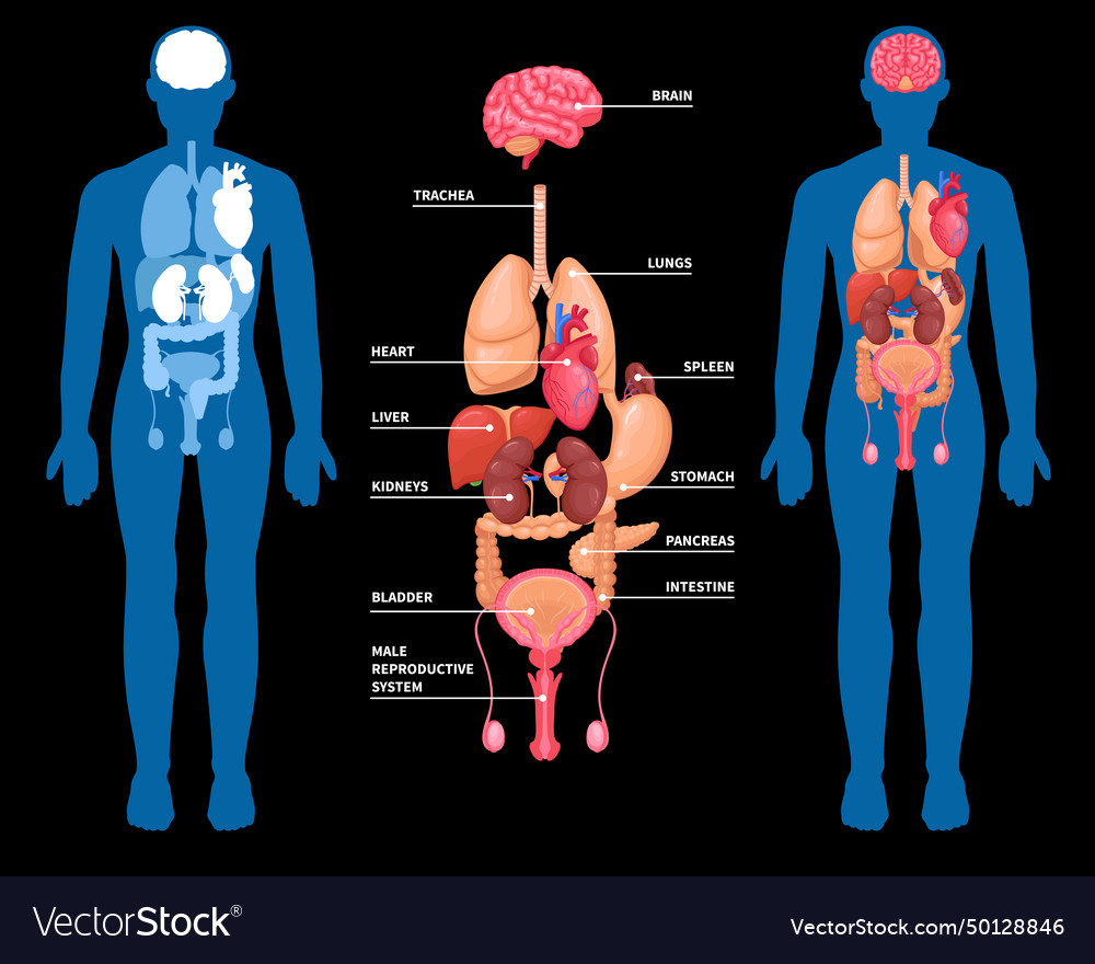 Human anatomy internal organs layout Royalty Free Vector