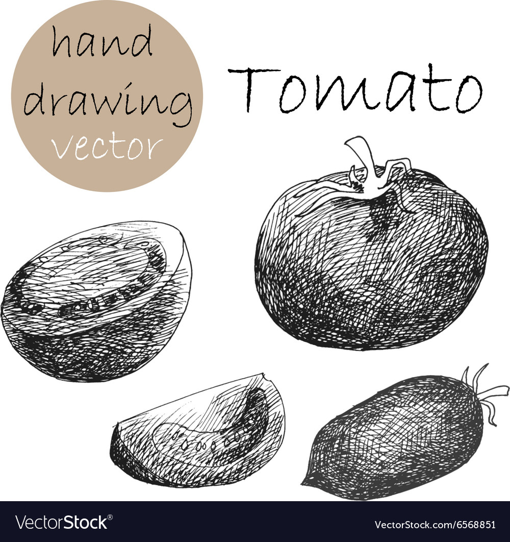 Hand drawn tomatoes monochrome sketch