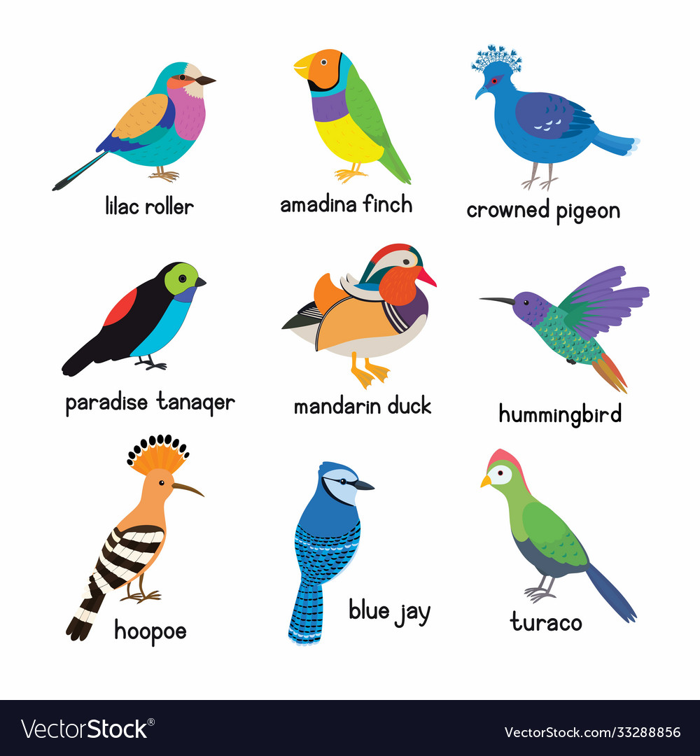 Set most beautiful birds on planet Royalty Free Vector Image