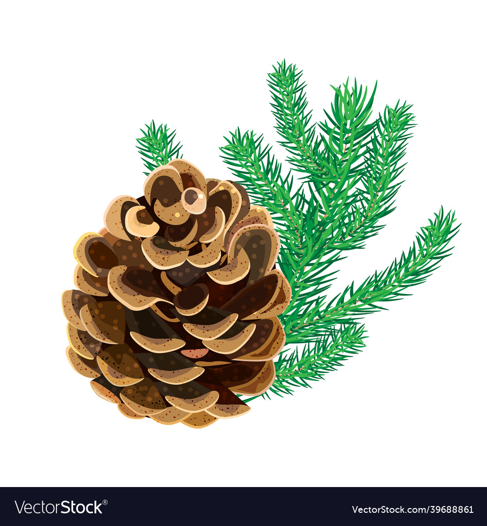 Cone with fir twig isolated on white background