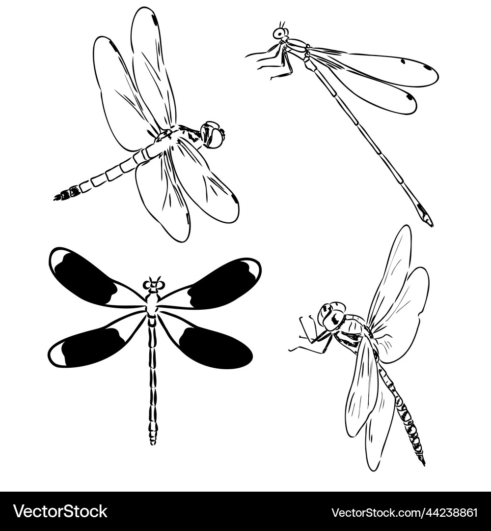 Dragonfly black and white sketch with delicate Vector Image