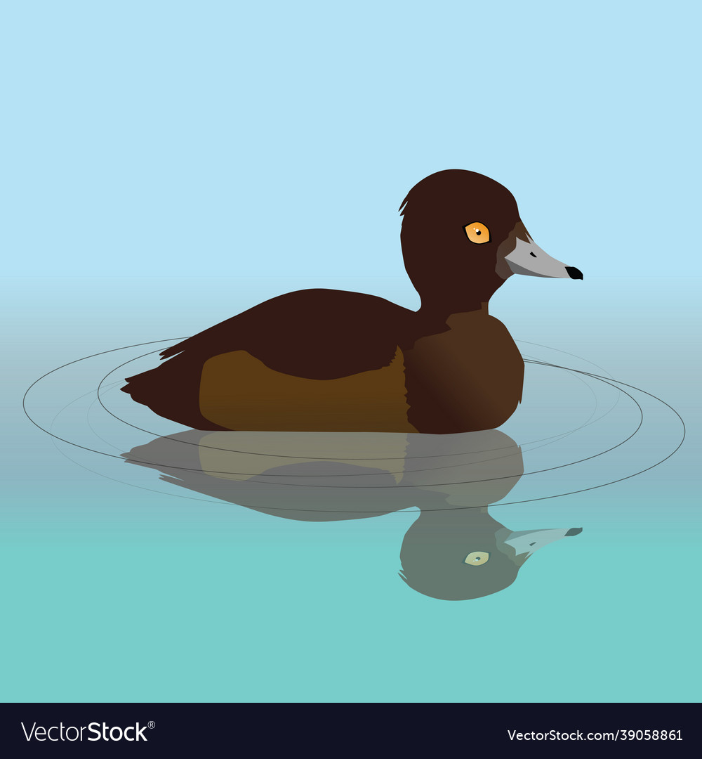 Tufted duck female