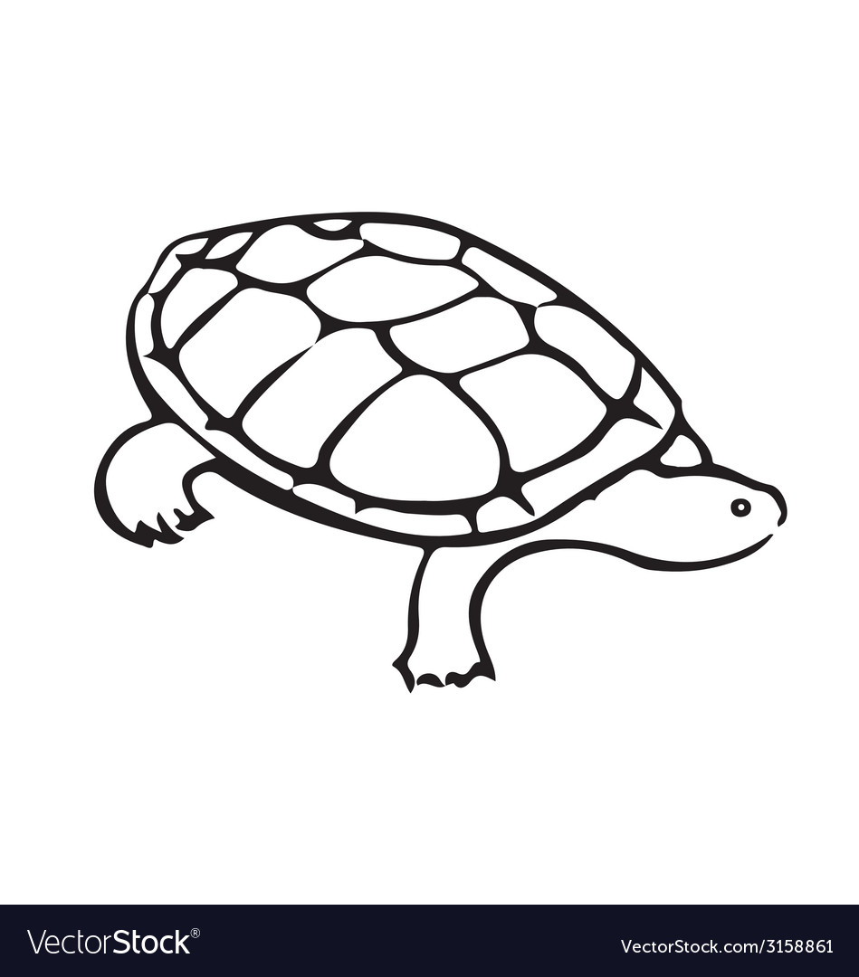 Turtle Royalty Free Vector Image - Vectorstock