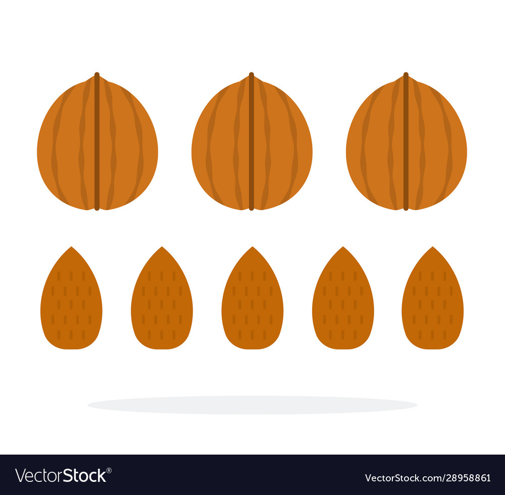 Walnuts and almonds in a shell row flat vector image Walnuts and almonds in a shell row flat