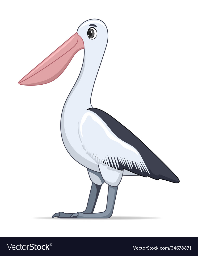 Pelican bird on a white background Royalty Free Vector Image