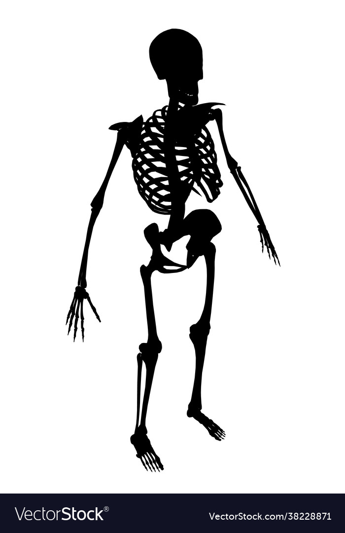 Silhouette a human skeleton on a white Royalty Free Vector