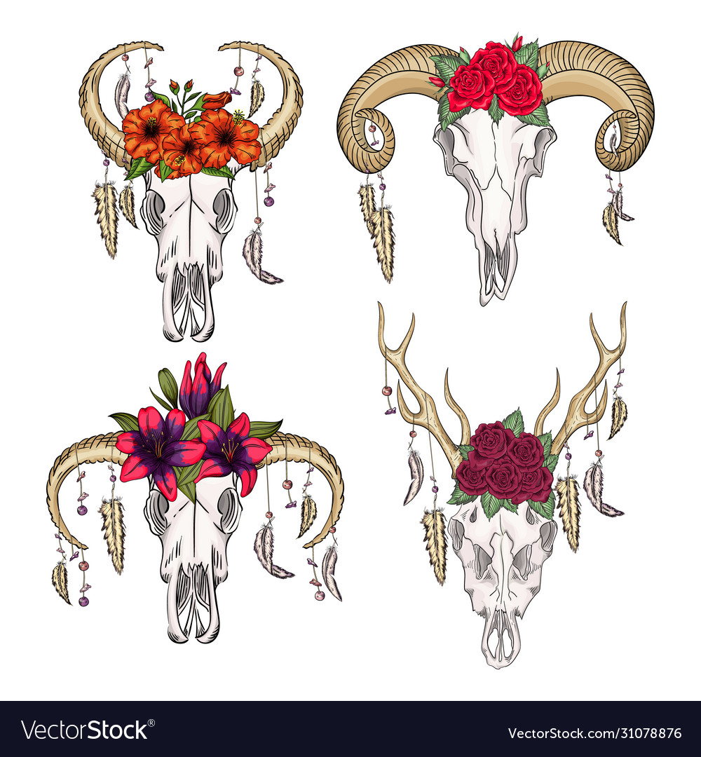 Collection skulls wild animals with feathers