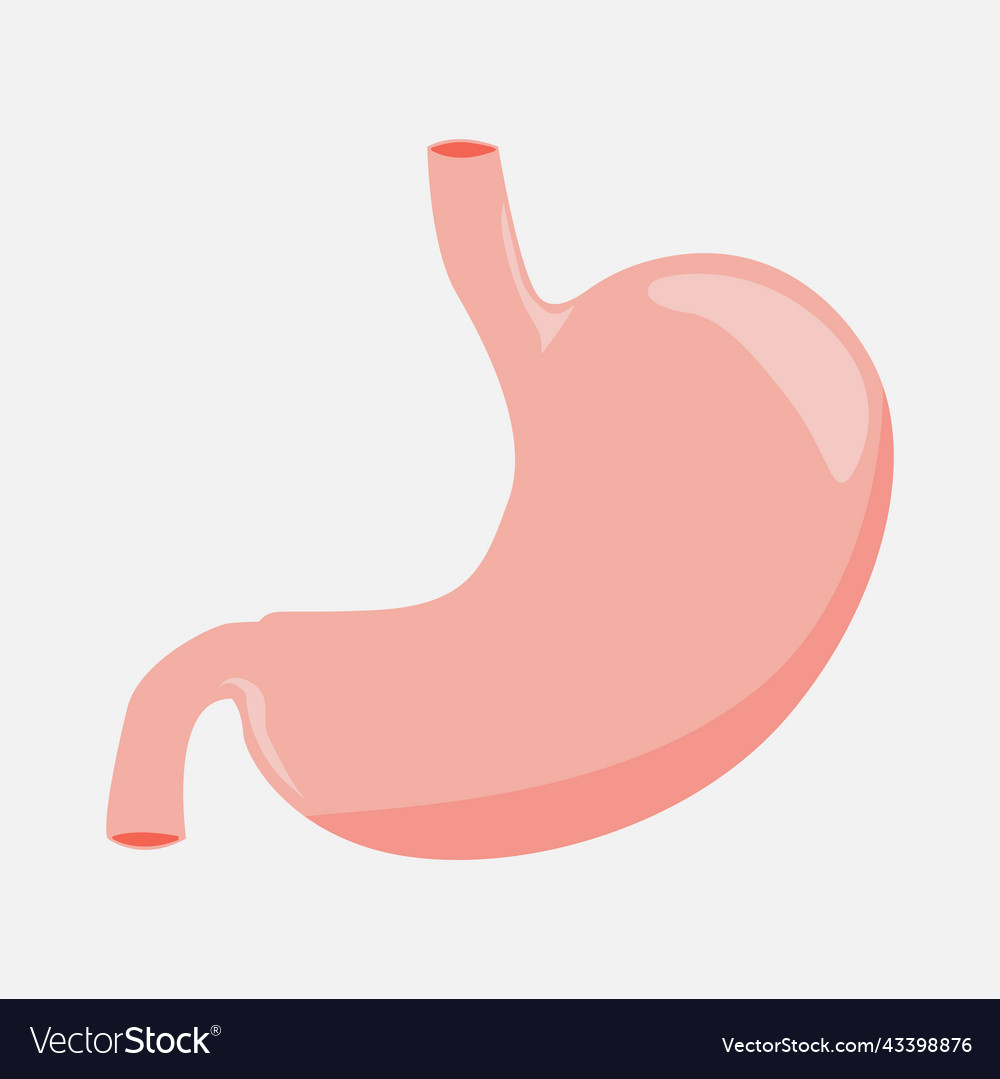 Stomach icon on a white background Royalty Free Vector Image