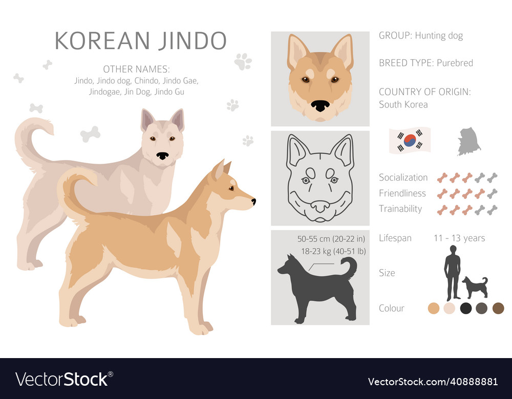 Korean jindo clipart different poses coat colors Vector Image