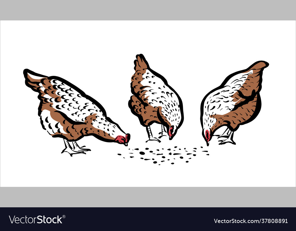 Chickens peck at grass