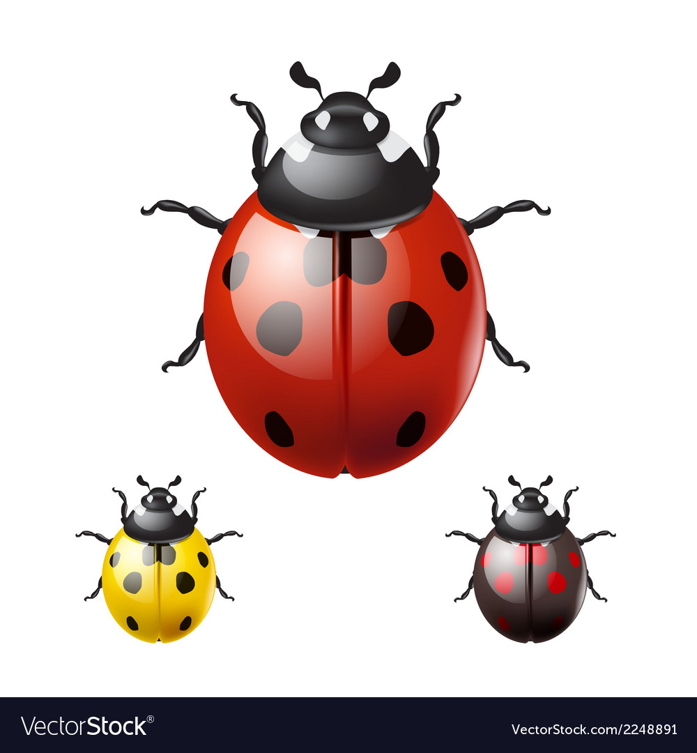 Ladybug isolated on white background