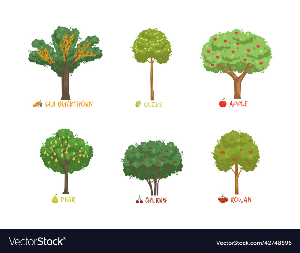 Different garden berry shrubs sort with name