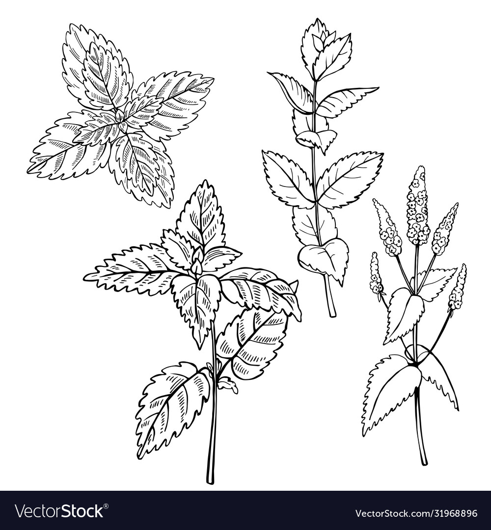 Hand drawn spicy herbs Royalty Free Vector Image