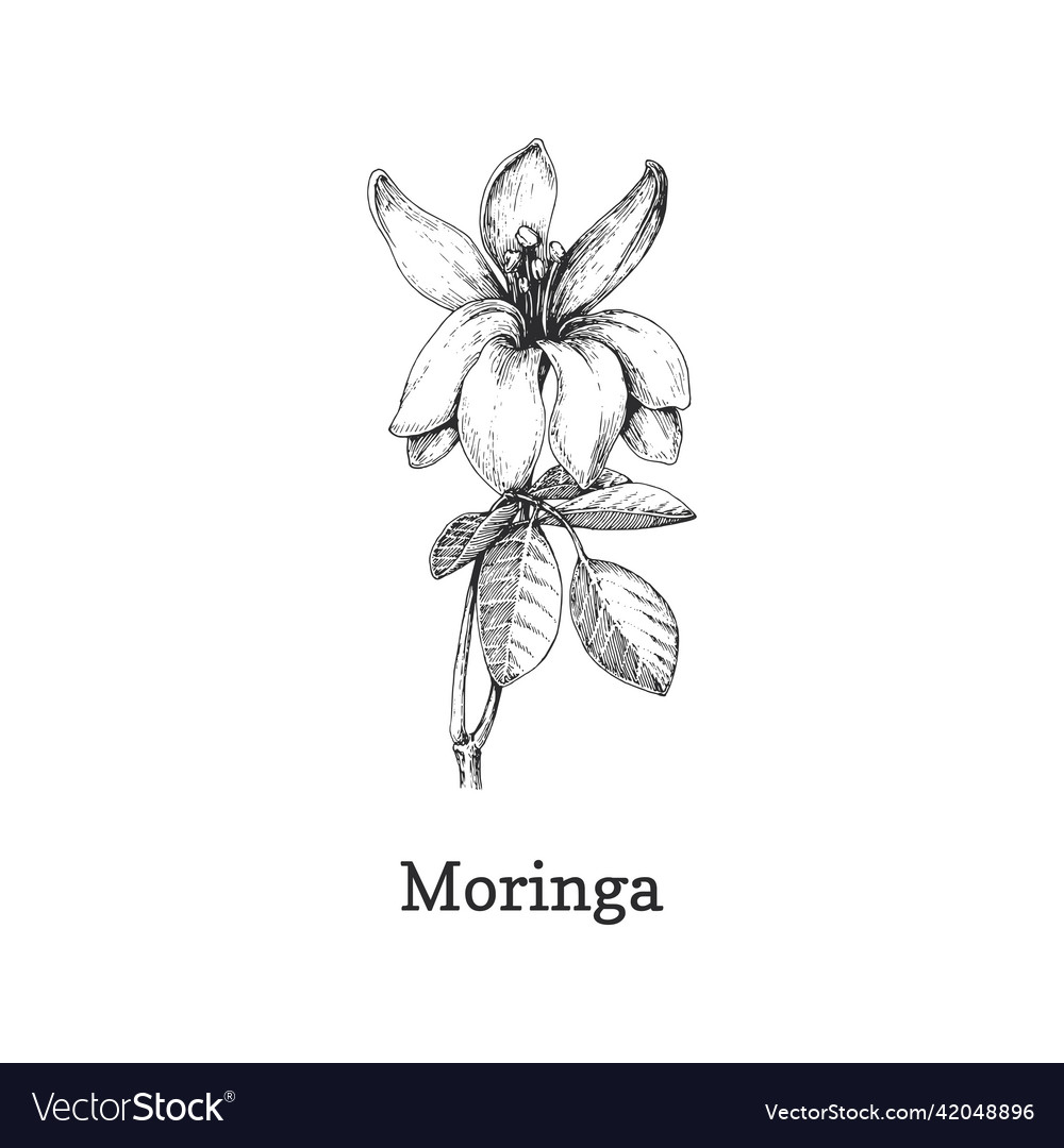 Moringa branch sketch in design element