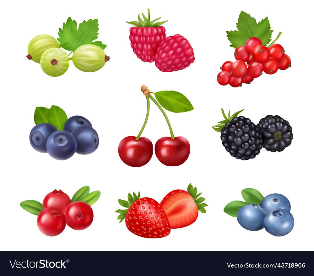 Fresh summer berries gooseberry and raspberry Vector Image