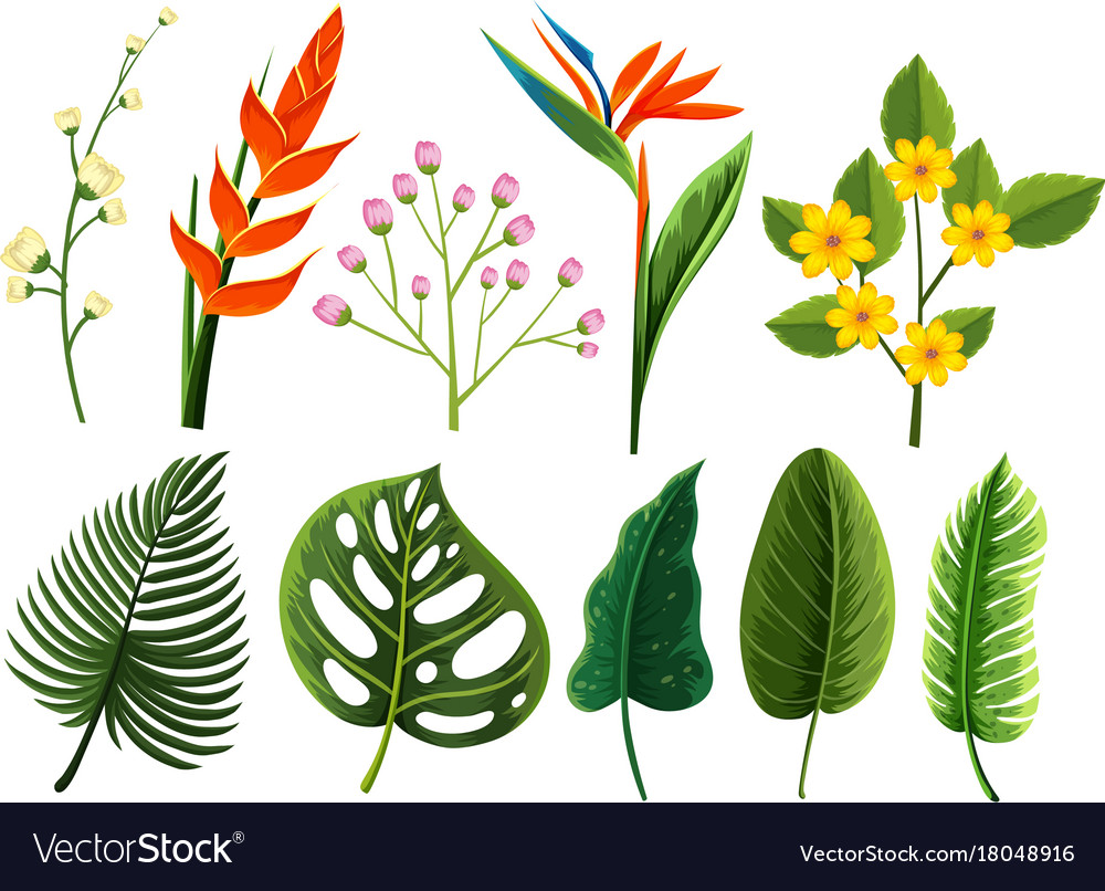 Different types of flowers and leaves Royalty Free Vector