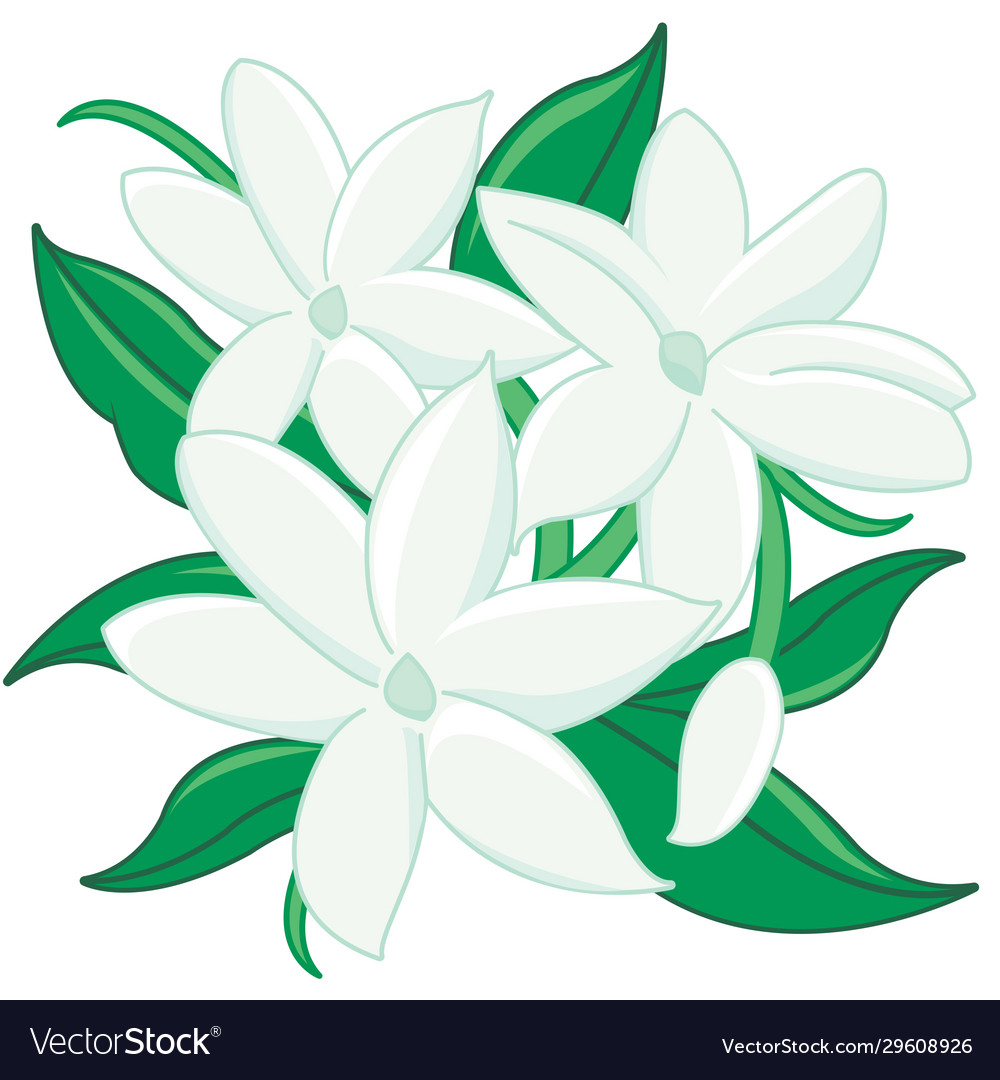 Jasmine flowers