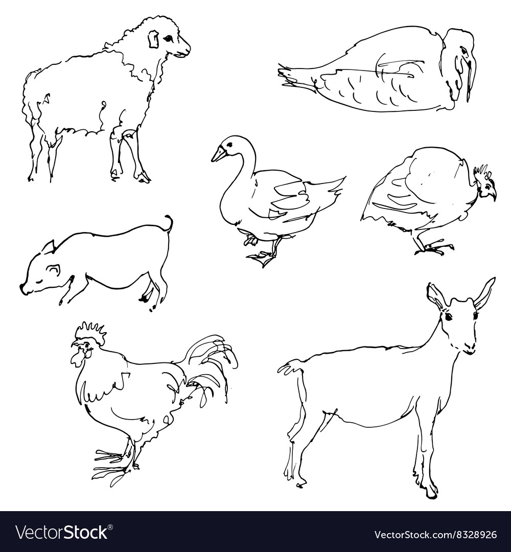 Farm animals one line continuous drawing. Cow, Pig, Sheep, Rooster,  Chicken, Goose, Duck silhouettes. Farm animals one line illustration. Stock  Vector | Adobe Stock